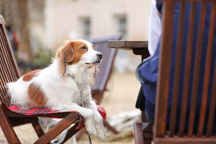 屋外で椅子に座る犬