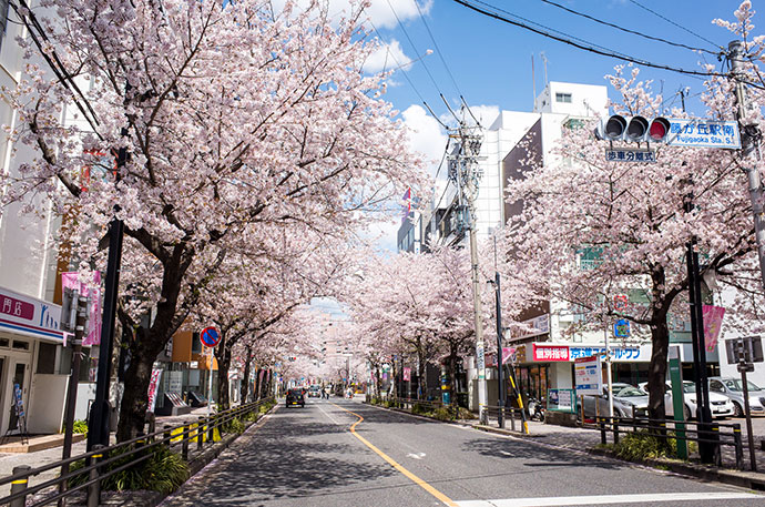 藤が丘の桜並木